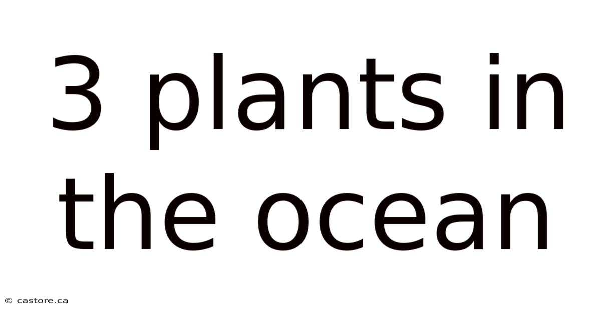 3 Plants In The Ocean