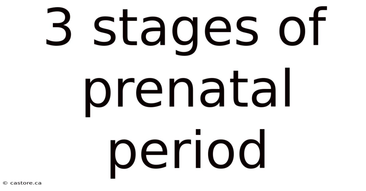 3 Stages Of Prenatal Period
