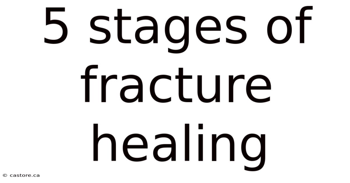 5 Stages Of Fracture Healing