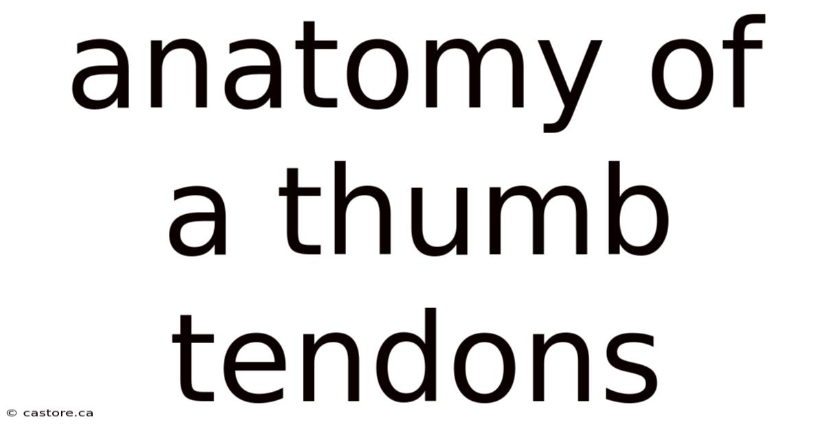 Anatomy Of A Thumb Tendons