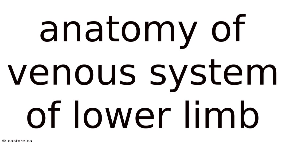 Anatomy Of Venous System Of Lower Limb