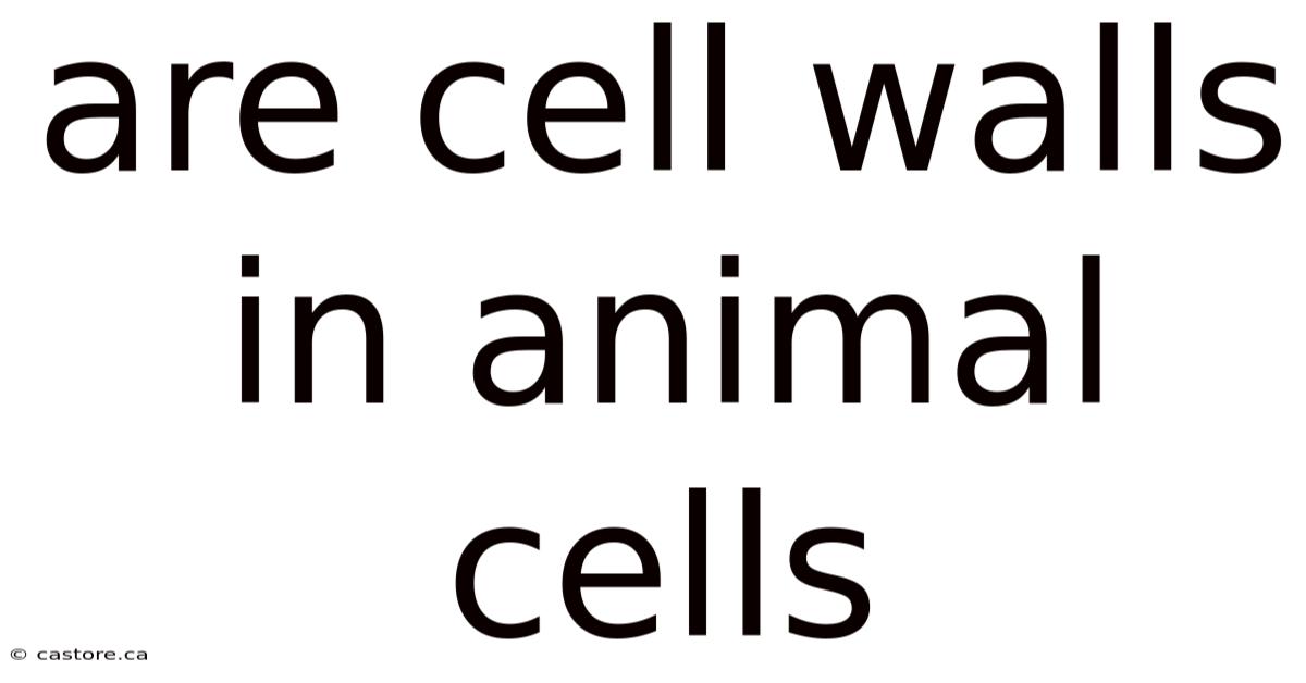 Are Cell Walls In Animal Cells