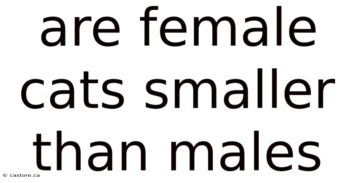 Are Female Cats Smaller Than Males