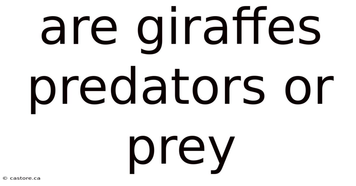 Are Giraffes Predators Or Prey
