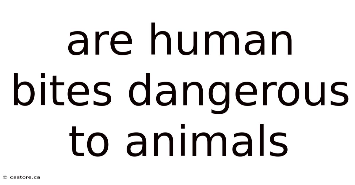 Are Human Bites Dangerous To Animals