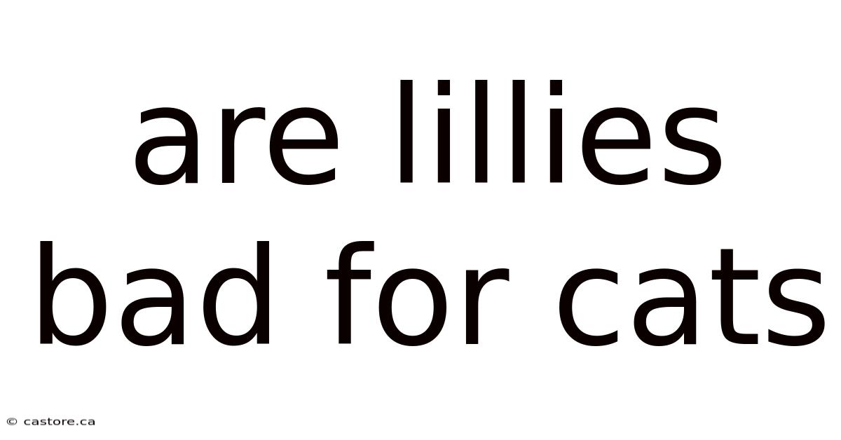 Are Lillies Bad For Cats