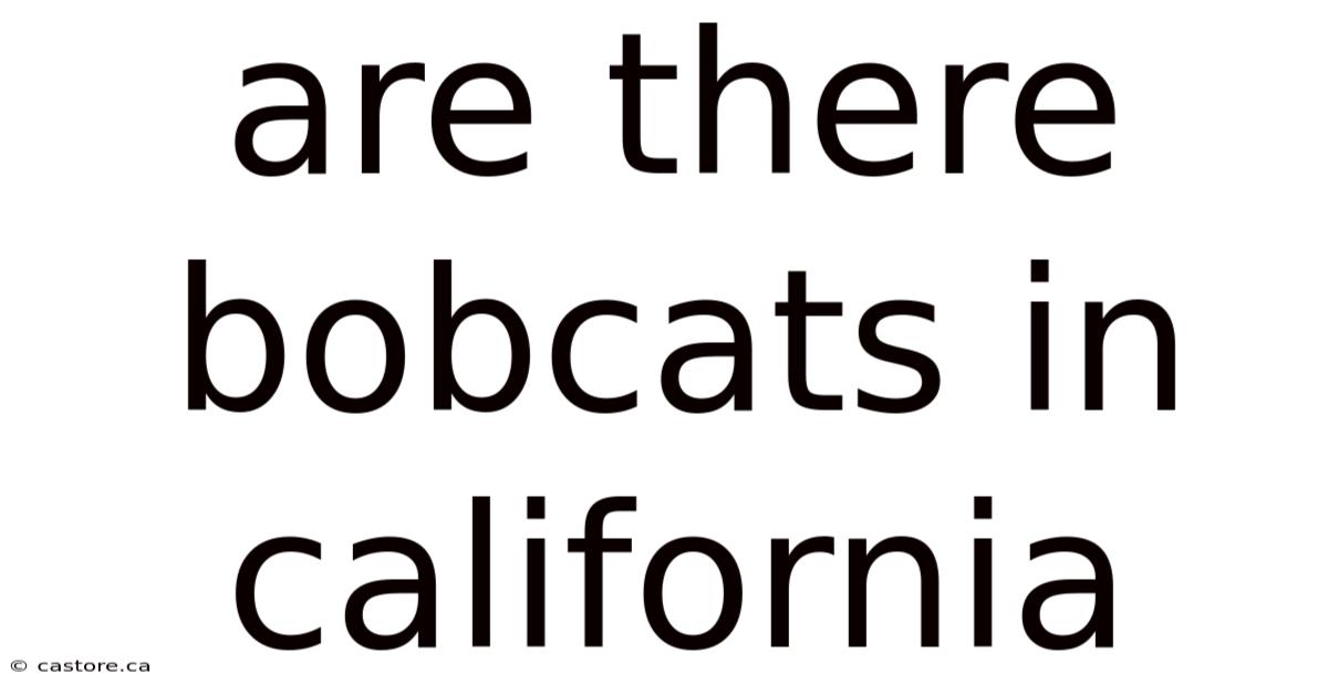 Are There Bobcats In California
