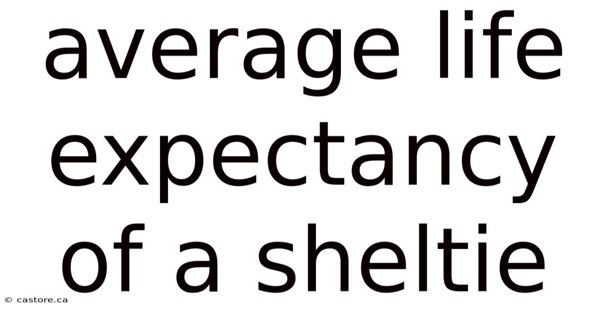 Average Life Expectancy Of A Sheltie