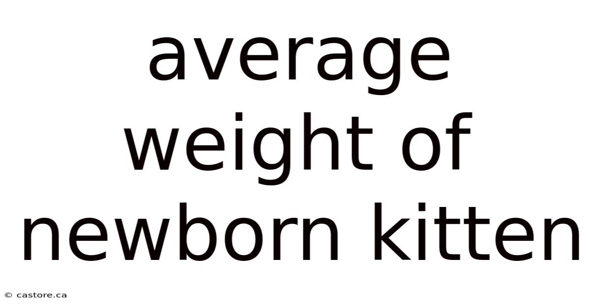 Average Weight Of Newborn Kitten