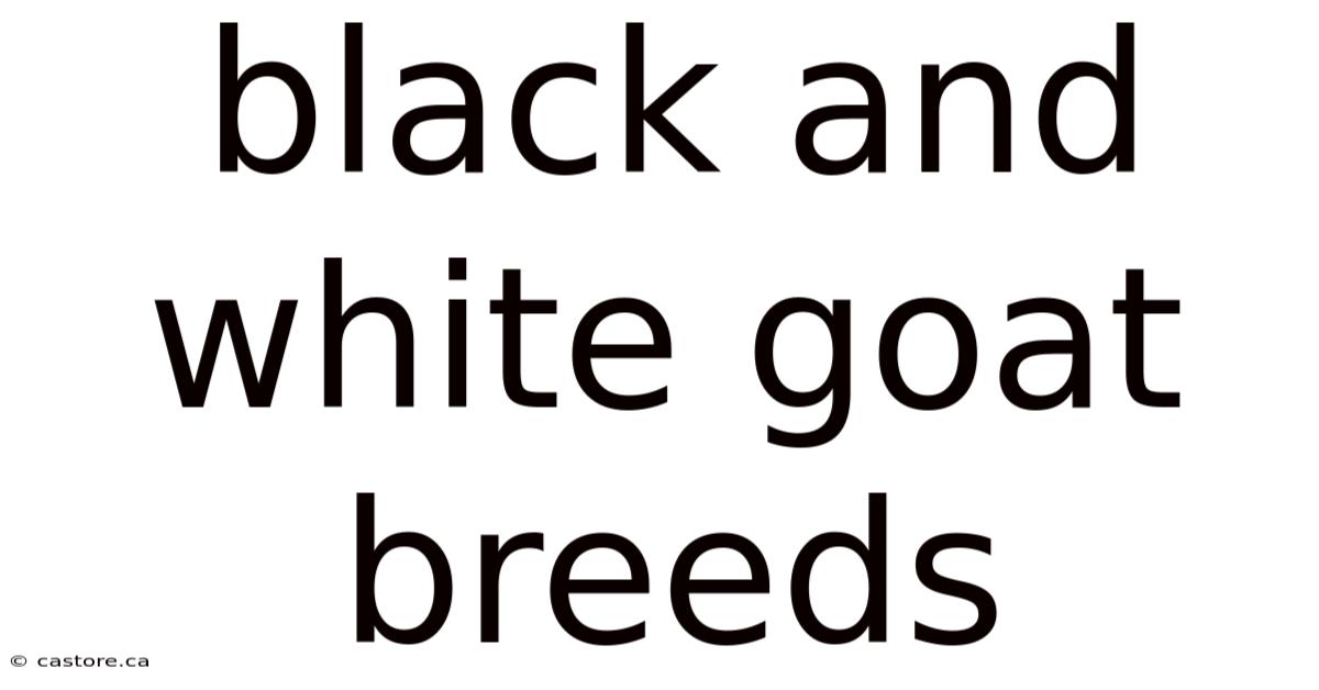 Black And White Goat Breeds