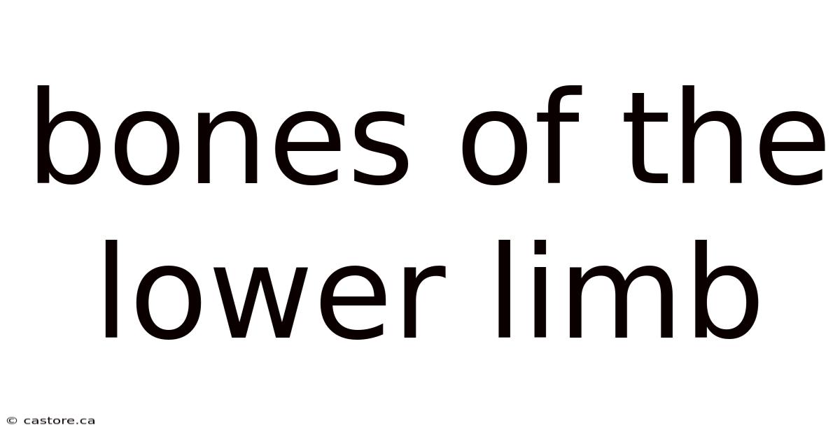 Bones Of The Lower Limb