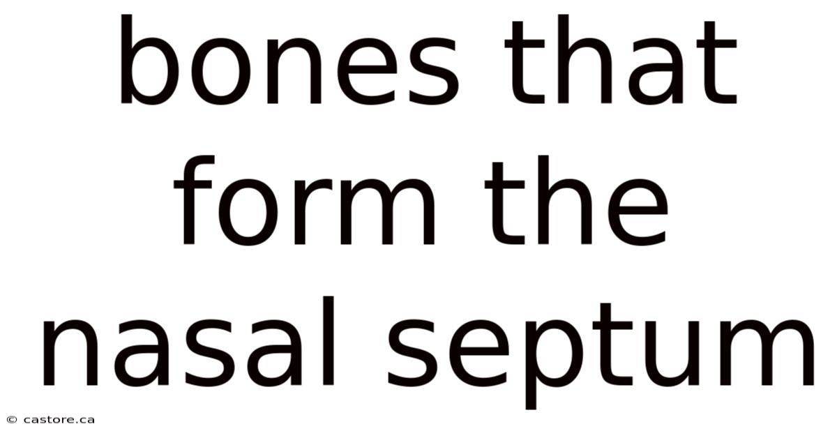 Bones That Form The Nasal Septum