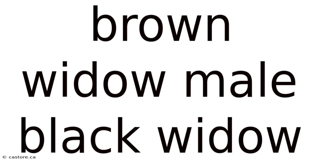Brown Widow Male Black Widow