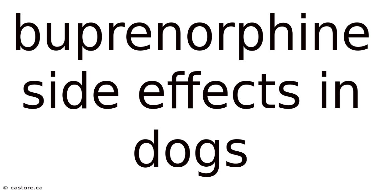 Buprenorphine Side Effects In Dogs