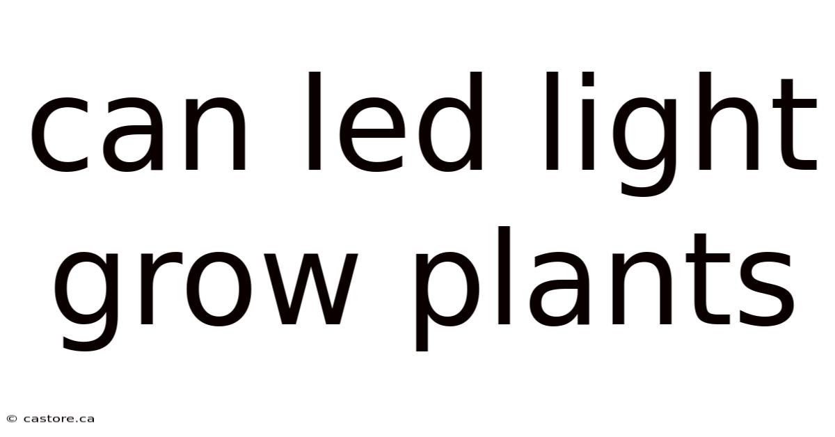 Can Led Light Grow Plants