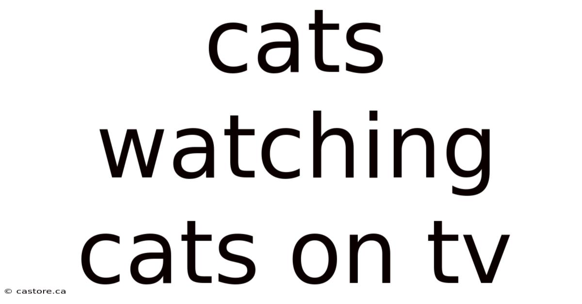 Cats Watching Cats On Tv