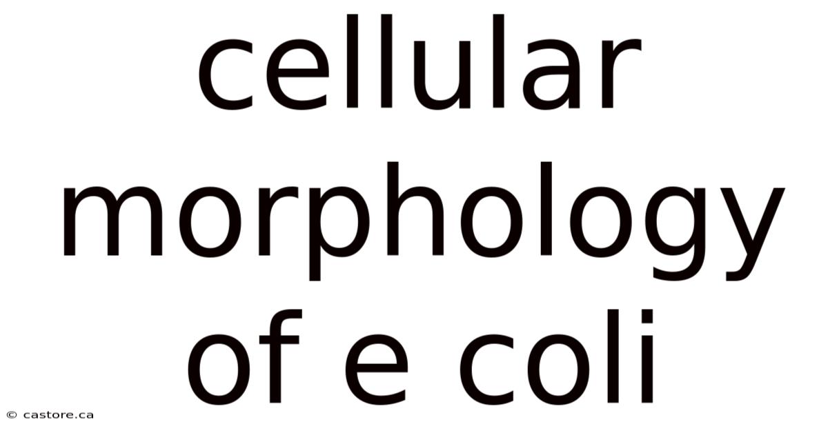 Cellular Morphology Of E Coli