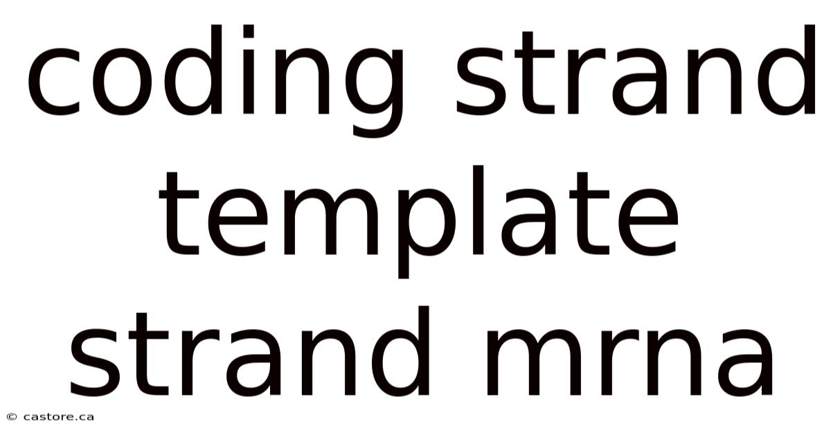 Coding Strand Template Strand Mrna