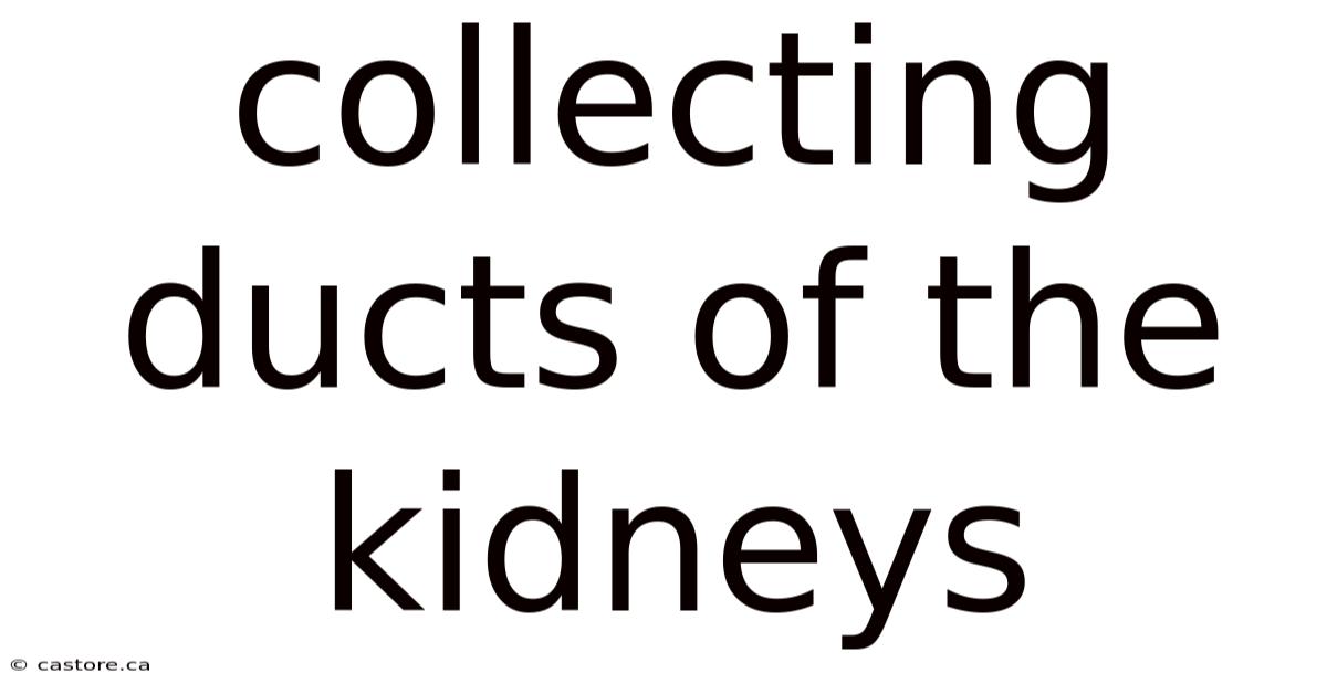 Collecting Ducts Of The Kidneys