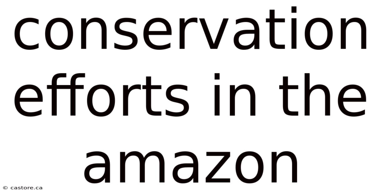 Conservation Efforts In The Amazon