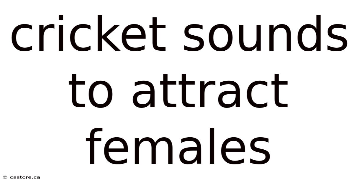Cricket Sounds To Attract Females