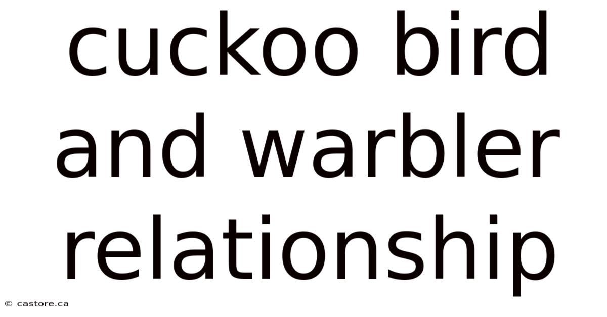 Cuckoo Bird And Warbler Relationship