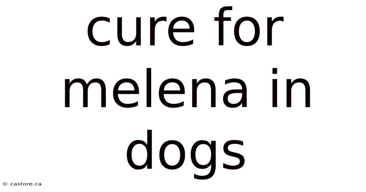 Cure For Melena In Dogs
