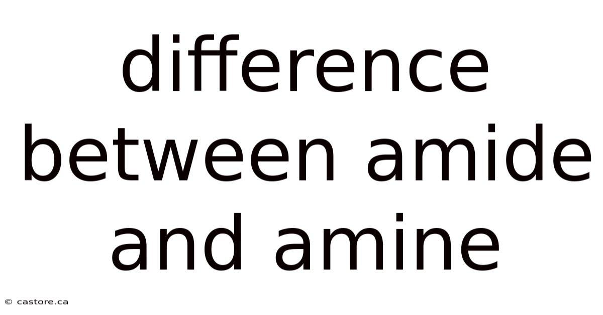 Difference Between Amide And Amine