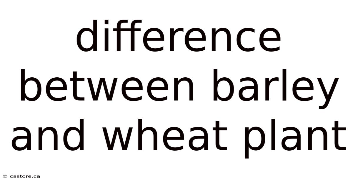 Difference Between Barley And Wheat Plant