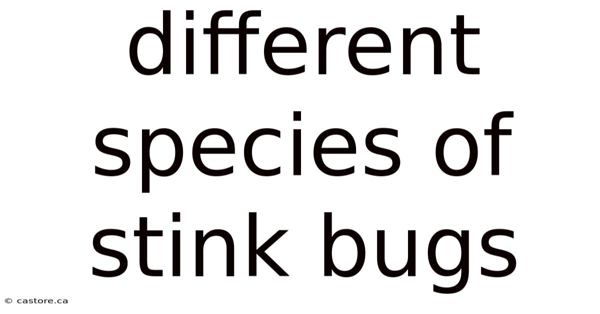 Different Species Of Stink Bugs