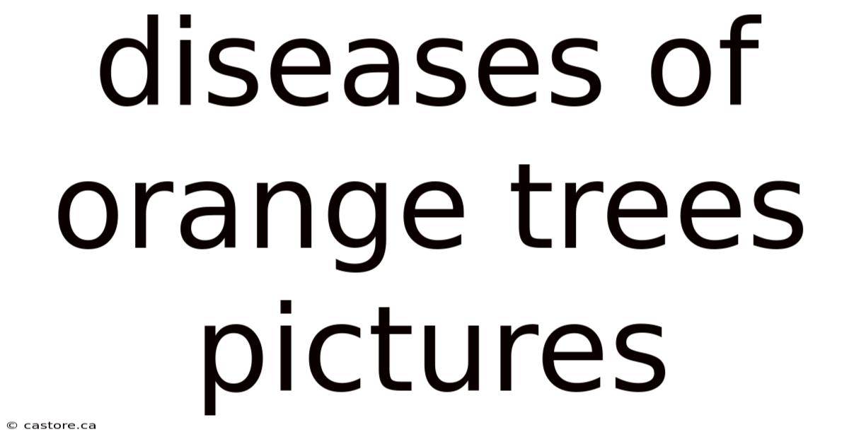 Diseases Of Orange Trees Pictures