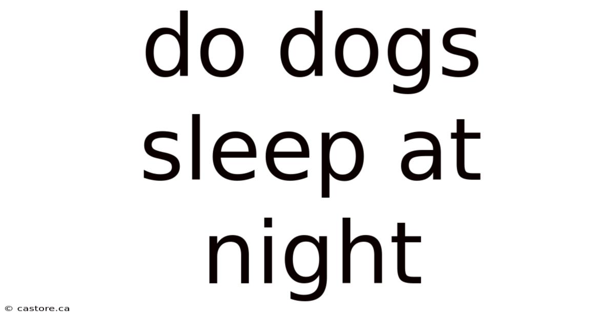 Do Dogs Sleep At Night