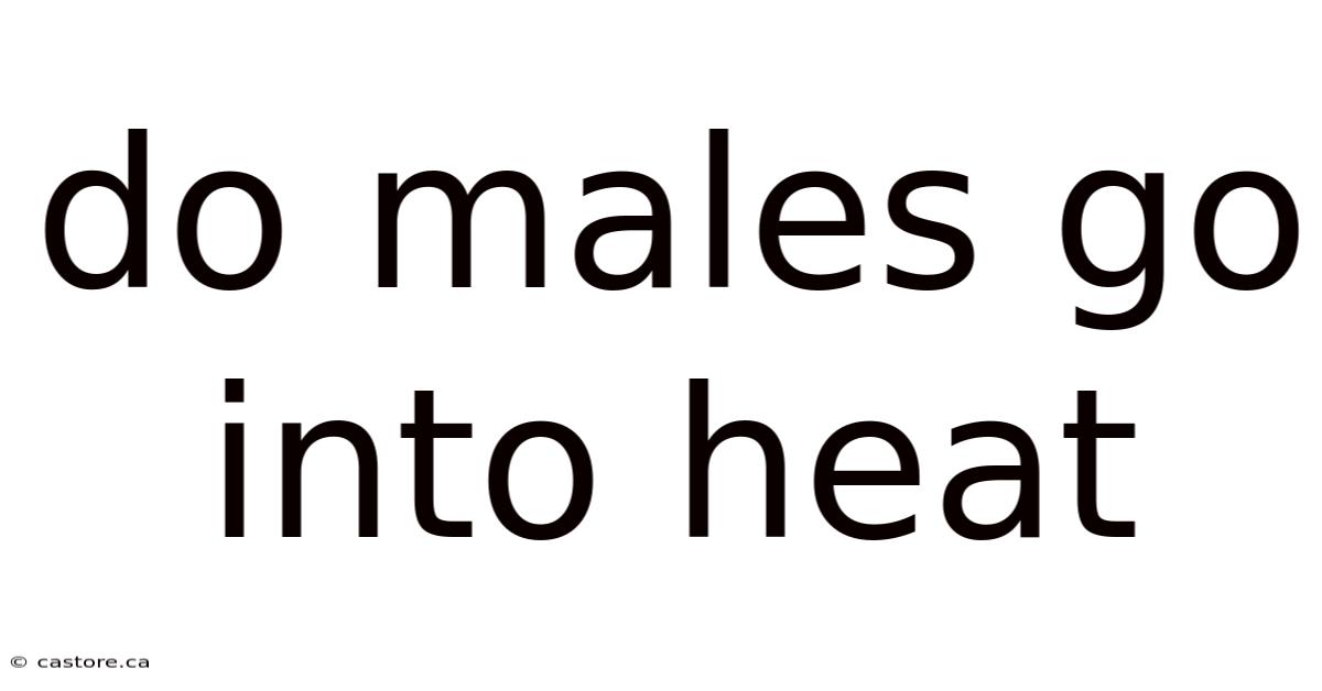 Do Males Go Into Heat