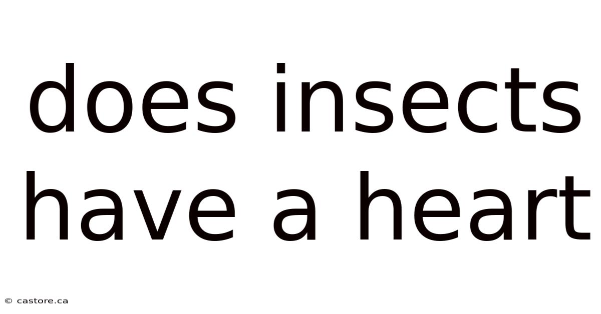 Does Insects Have A Heart