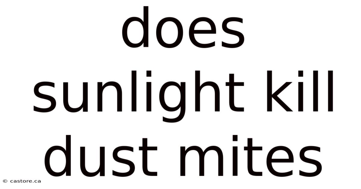 Does Sunlight Kill Dust Mites