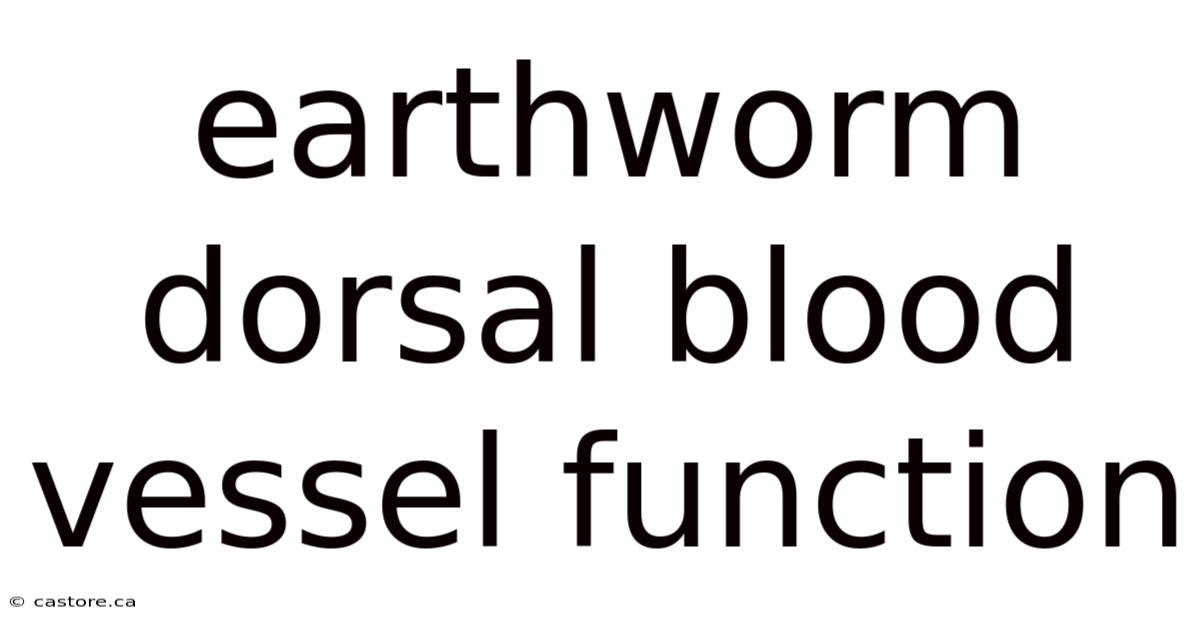Earthworm Dorsal Blood Vessel Function