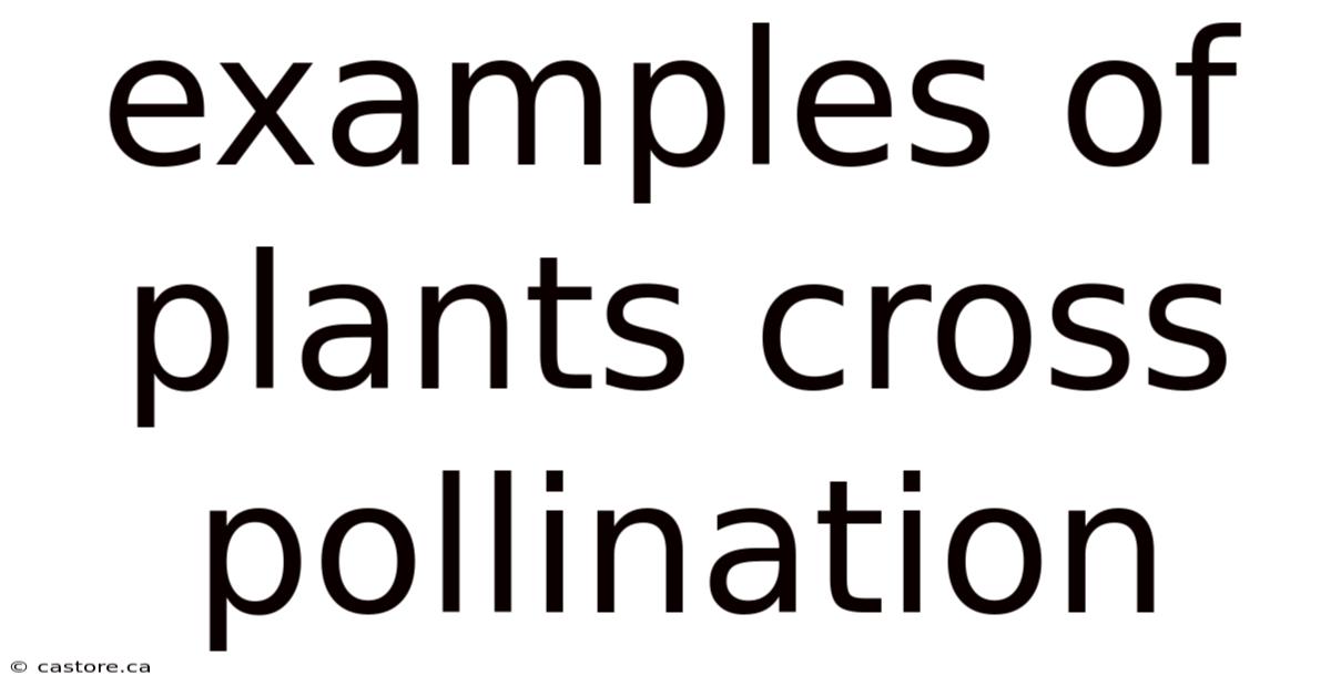 Examples Of Plants Cross Pollination