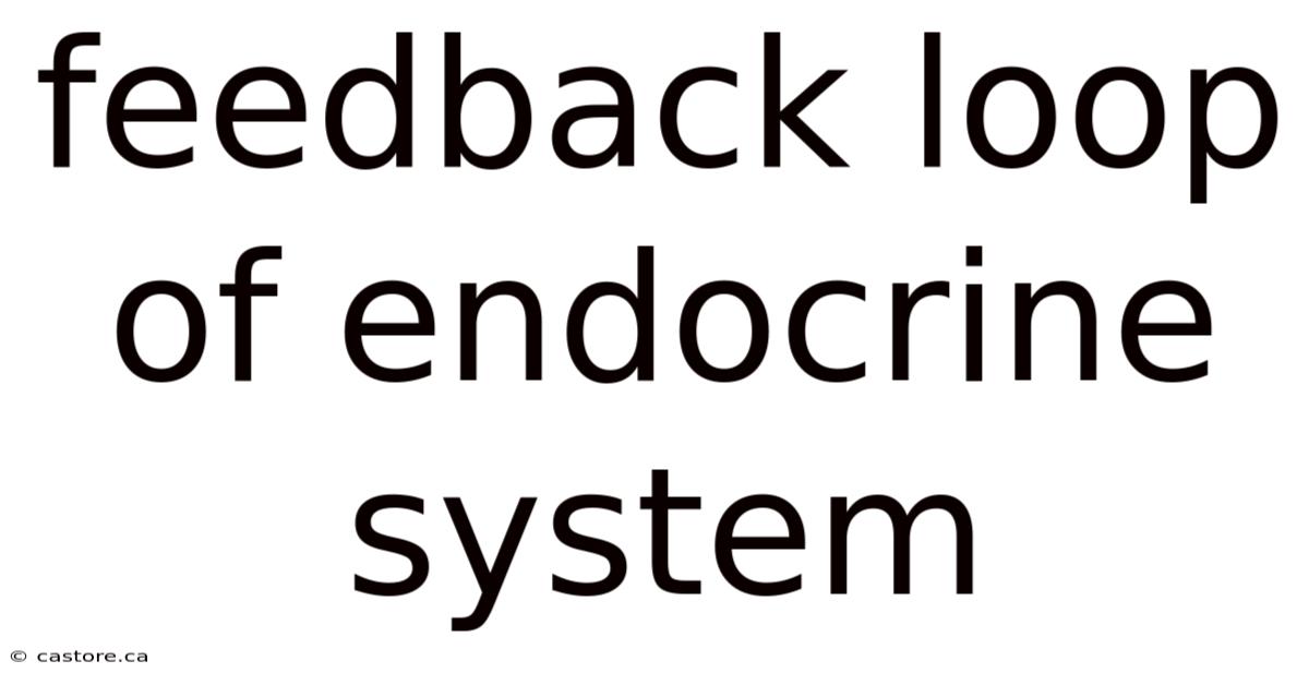 Feedback Loop Of Endocrine System