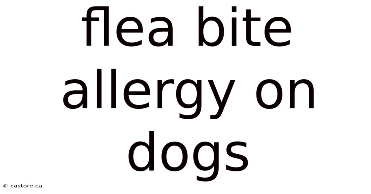 Flea Bite Allergy On Dogs