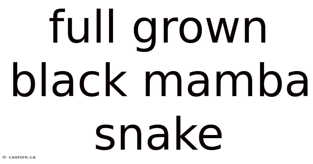 Full Grown Black Mamba Snake