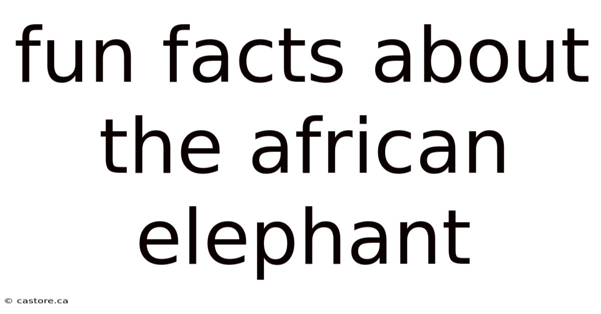 Fun Facts About The African Elephant