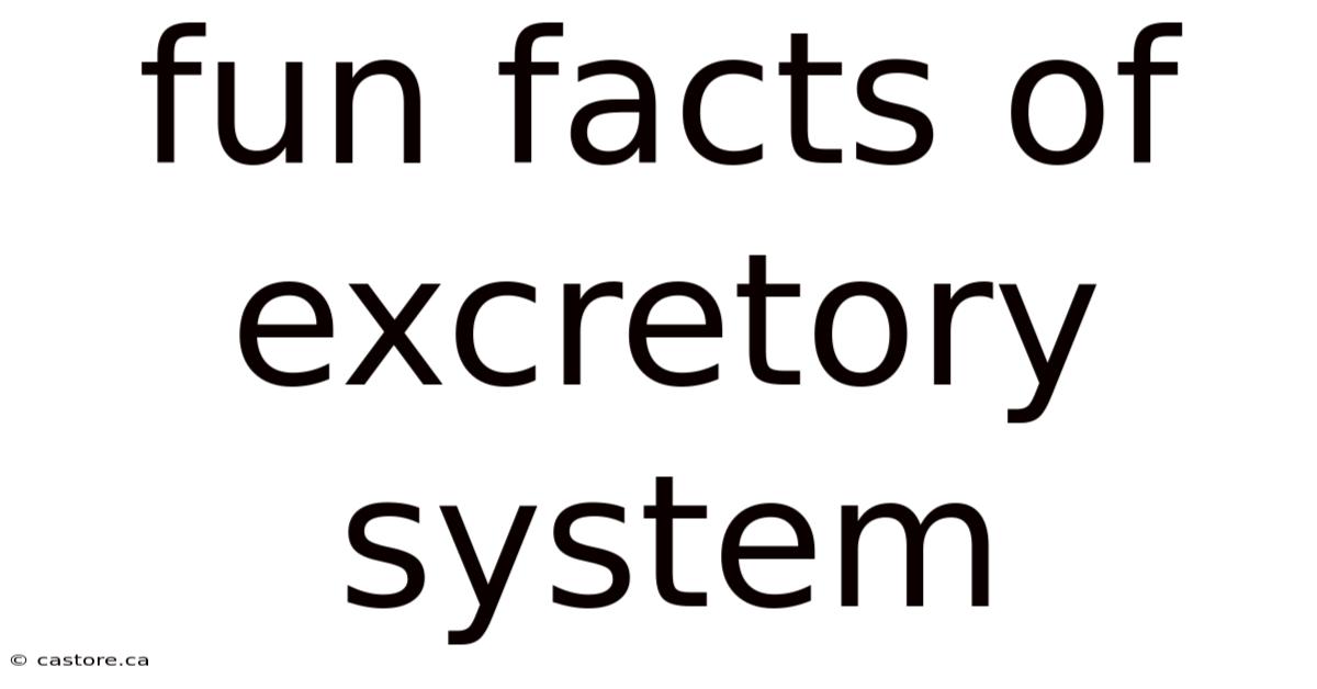 Fun Facts Of Excretory System