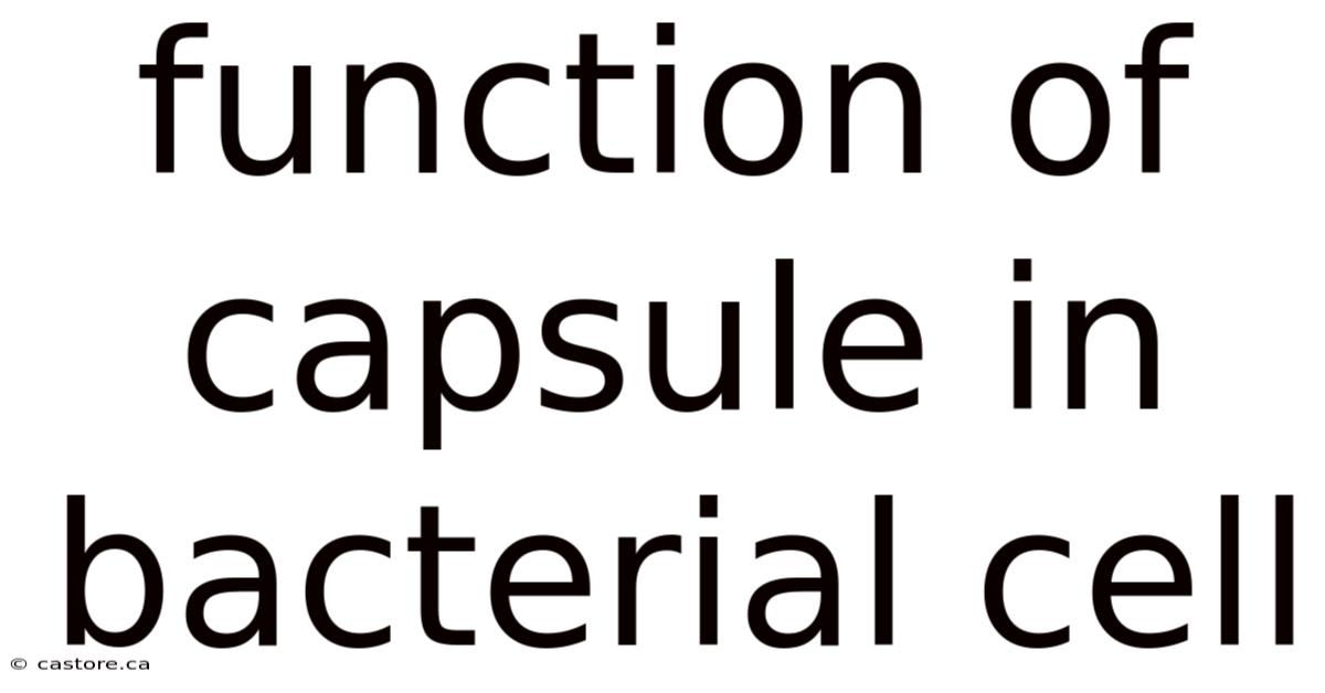 Function Of Capsule In Bacterial Cell