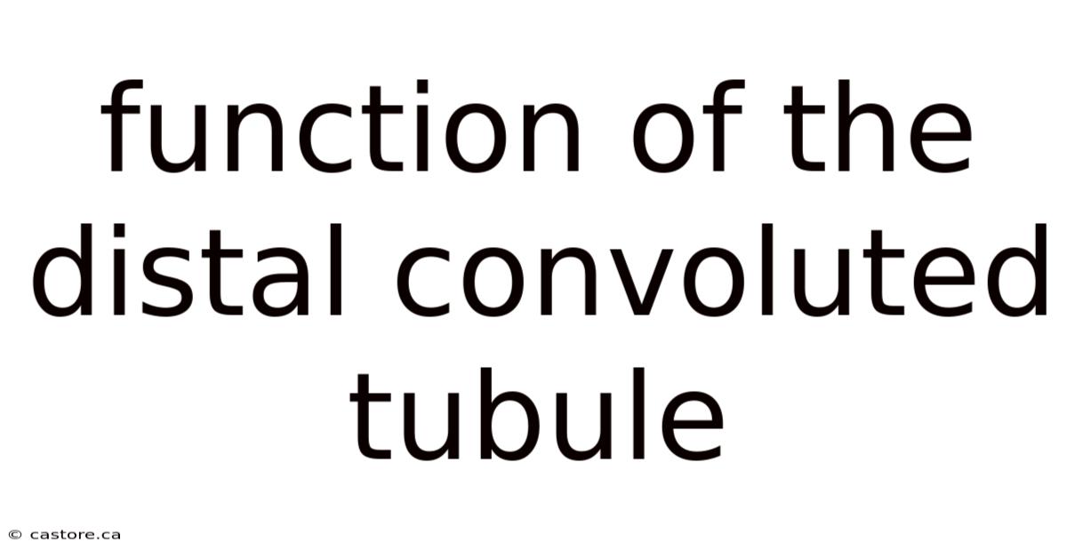 Function Of The Distal Convoluted Tubule