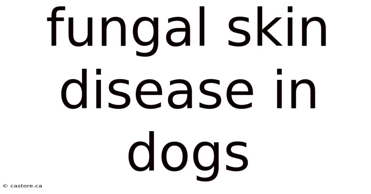 Fungal Skin Disease In Dogs