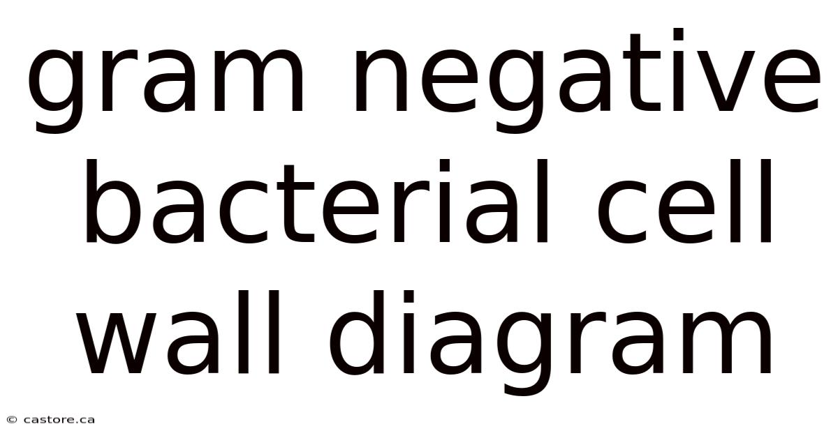 Gram Negative Bacterial Cell Wall Diagram
