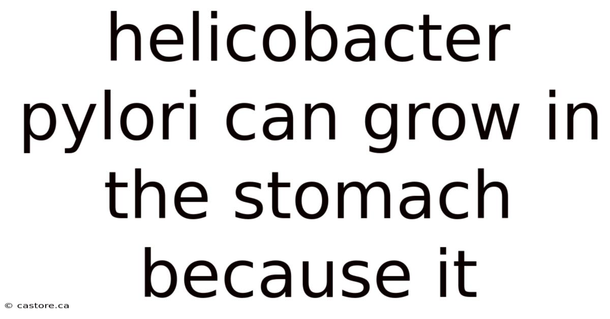 Helicobacter Pylori Can Grow In The Stomach Because It