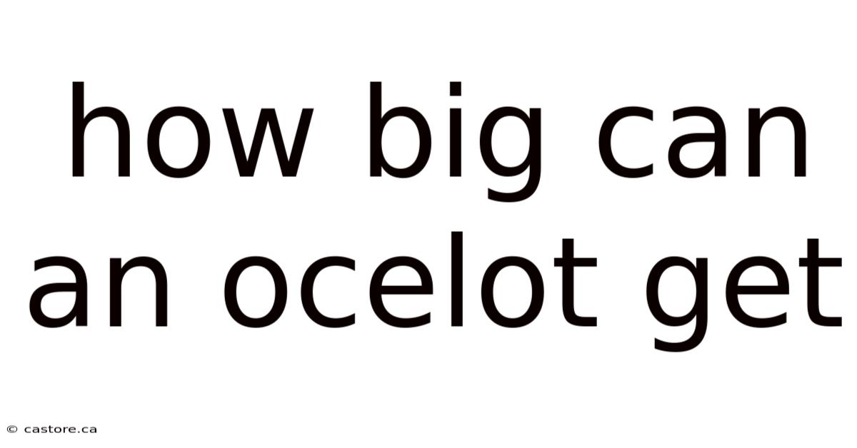 How Big Can An Ocelot Get