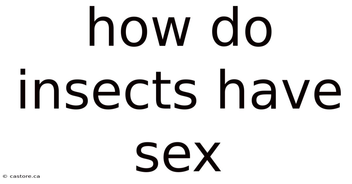 How Do Insects Have Sex