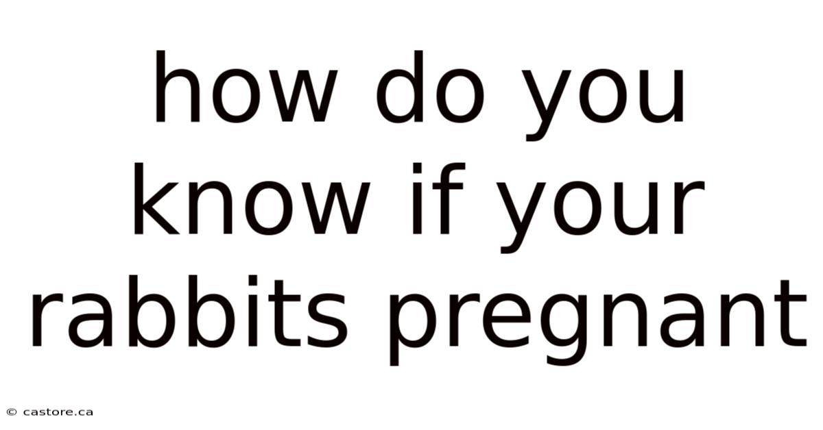 How Do You Know If Your Rabbits Pregnant